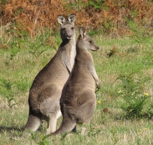kangaroos