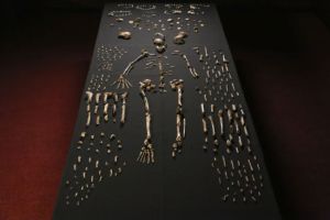 Fossil remains of Homo Naledi